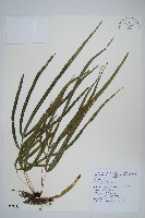 藏品(長葉鳳尾蕨)的圖片