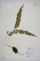 藏品(韓氏耳蕨)的圖片