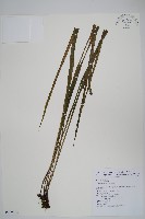 藏品(書帶蕨)的圖片