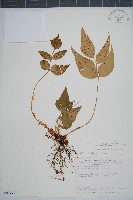 藏品(披針貫眾蕨)的圖片