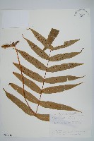 藏品(肢節蕨)的圖片