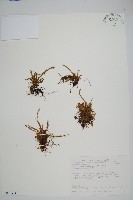 藏品(梳葉蕨)的圖片