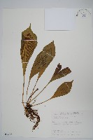 藏品(車前蕨)的圖片