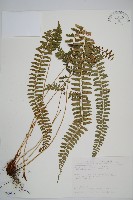 藏品(韓氏耳蕨)的圖片