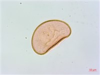 藏品(合歡蹄蓋蕨)的圖片