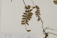 藏品(馬來鐵線蕨)的圖片