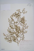 藏品(過山龍)的圖片