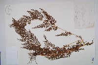 藏品(烏蕨)的圖片