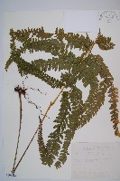 藏品(粗毛鱗蓋蕨)的圖片