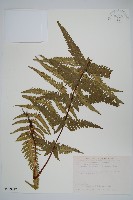 藏品(光囊紫柄蕨)的圖片