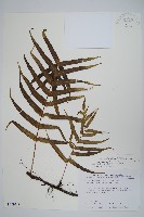 藏品(箭葉水龍骨、擬水龍骨)的圖片