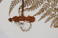 藏品(台灣小膜蓋蕨)的圖片