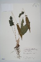 藏品(新月蕨)的圖片