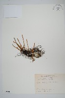 藏品(絨毛石葦)的圖片