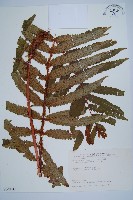 藏品(日本狗脊蕨)的圖片