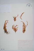 藏品(相馬氏石松)的圖片