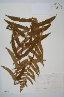 藏品(狹葉貫眾蕨)的圖片