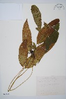 藏品(細柄雙蓋蕨)的圖片