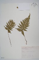 藏品(假蹄蓋蕨、東洋蹄蓋蕨)的圖片