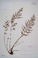 藏品(威氏鐵角蕨)的圖片