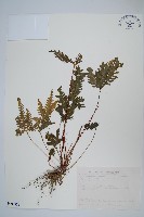 藏品(翅柄鳳尾蕨)的圖片