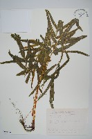 藏品(二形鳳尾蕨)的圖片