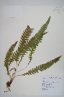 藏品(翅軸假金星蕨、短柄卵果蕨)的圖片