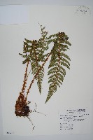 藏品(尖葉耳蕨)的圖片