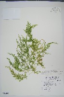 藏品(玉山卷柏)的圖片