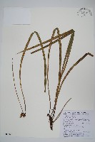 藏品(書帶蕨)的圖片