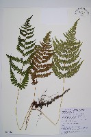 藏品(東洋蹄蓋蕨)的圖片