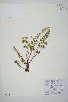 藏品(圓葉陵齒蕨)的圖片