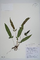 藏品(新月蕨)的圖片