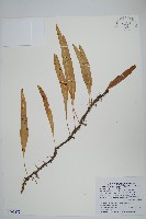 藏品(波氏星蕨)的圖片