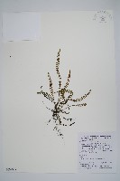 藏品(鐵角蕨)的圖片