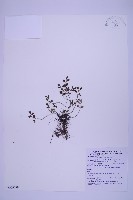 藏品(銀杏葉鐵角蕨)的圖片