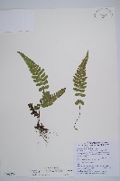 藏品(東洋蹄蓋蕨)的圖片