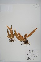 藏品(蘭嶼車前蕨)的圖片