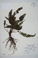 藏品(菲律賓厚葉蕨)的圖片