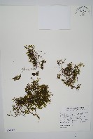 藏品(厚壁蕨)的圖片