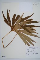 藏品(雙扇蕨)的圖片