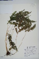 藏品(網脈鱗始蕨)的圖片