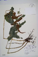 藏品(尾葉實蕨)的圖片