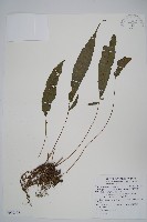 藏品(頂芽新月蕨)的圖片