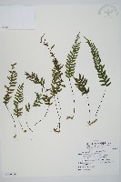 藏品(單邊鐵角蕨)的圖片