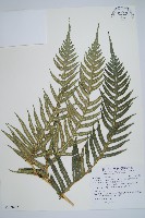 藏品(生芽狗脊蕨、頂芽狗脊蕨)的圖片