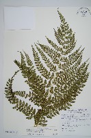 藏品(臺灣兩面複葉耳蕨)的圖片