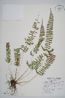 藏品(韓氏耳蕨)的圖片