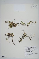 藏品(抱樹蕨、伏石蕨)的圖片