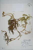 藏品(地刷子)的圖片